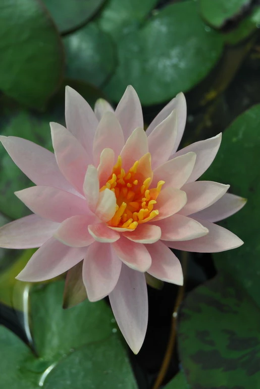 Rosa Wohlriechende Seerose / Nymphaea "Rosennymphe" Im 11x11 Cm Topf 3 Rosa Wohlriechende Seerose / Nymphaea "Rosennymphe" Im 11x11 Cm Topf