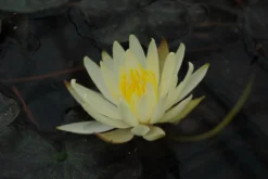 Kariengelbe Seerose / Nymphaea "Sulphurea" Im 11x11 Cm Topf