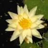 Gelbe Seerose / Nymphaea "Joey Tomocik" Im 11x11 Cm Topf 1 Gelbe Seerose / Nymphaea "Joey Tomocik" Im 11x11 Cm Topf -Hobby || DENNERLE || Flamingo Verkäufe GTF 016BA 1 1