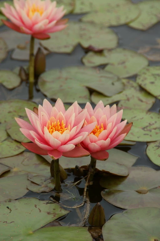 Hobby || DENNERLE || Flamingo Verkäufe -Hobby || DENNERLE || Flamingo Verkäufe GTF 017BA 1 1