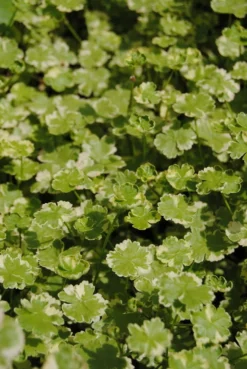 Gestreifter Wassernabel / Hydrocotyle "Crystal Confetti" Im 11x11 Cm Topf