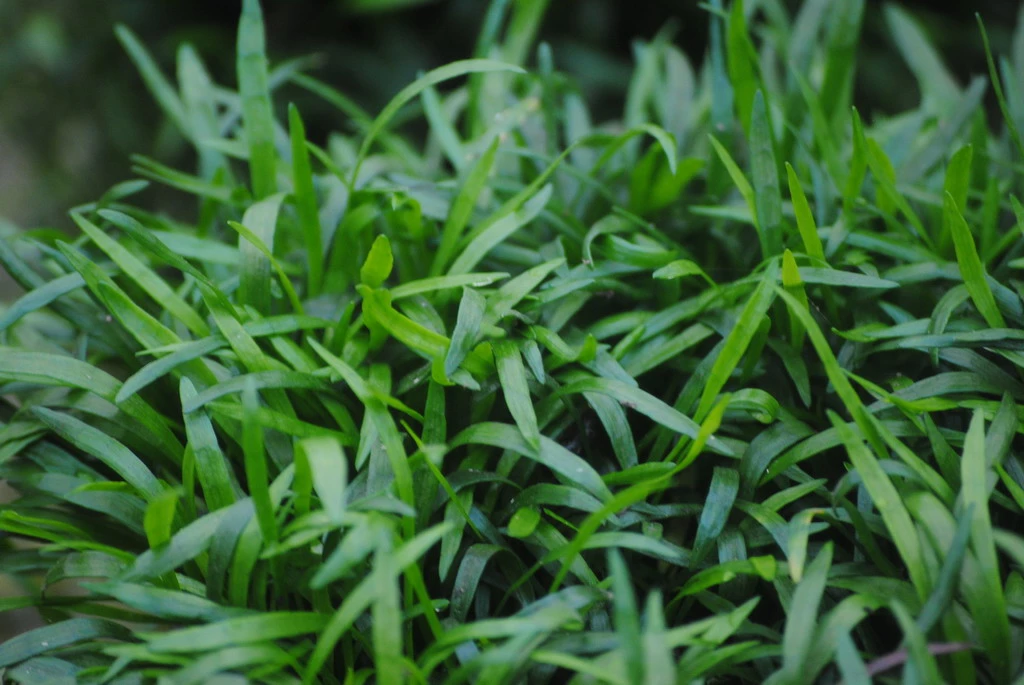 Unterwasserrasen / Lilaeopsis Brasiliensis Im 11x11 Cm Topf 3 Unterwasserrasen / Lilaeopsis Brasiliensis Im 11x11 Cm Topf