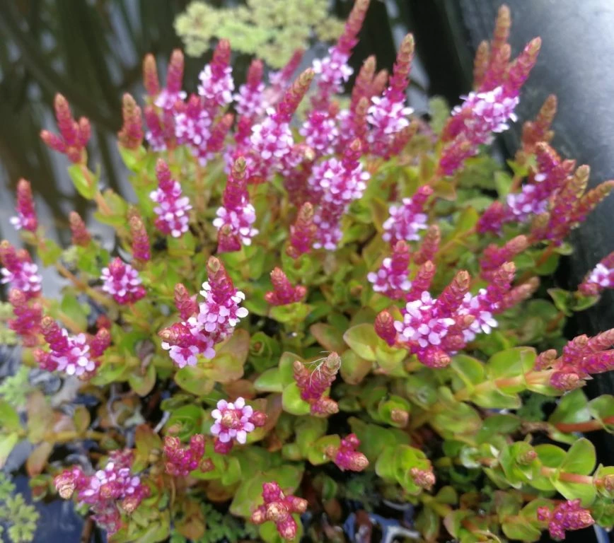 Kleinblättrige Rotala / Rotala Indica Im 11x11 Cm Topf 3 Kleinblättrige Rotala / Rotala Indica Im 11x11 Cm Topf