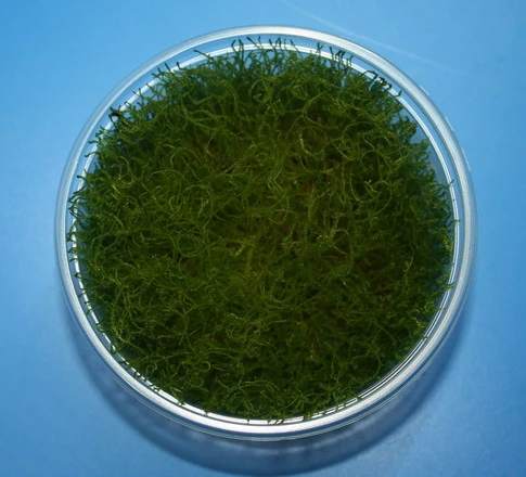 XL In-Vitro Giant-Moos / Taxiphyllum Sp. "Giant" Moos 3 XL In-Vitro Giant-Moos / Taxiphyllum Sp. "Giant" Moos