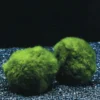 Jumbo Mooskugel Größe XXL Ab 8 Cm / Aegagropila Linnaei - Marimo Moos Ball 1 Jumbo Mooskugel Größe XXL Ab 8 Cm / Aegagropila Linnaei - Marimo Moos Ball -Hobby || DENNERLE || Flamingo Verkäufe K002PO 1 1