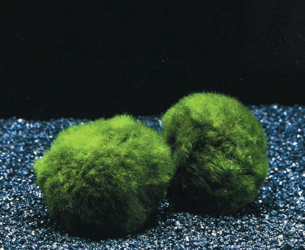 Jumbo Mooskugel Größe XXL Ab 8 Cm / Aegagropila Linnaei - Marimo Moos Ball 3 Jumbo Mooskugel Größe XXL Ab 8 Cm / Aegagropila Linnaei - Marimo Moos Ball