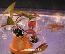 Grüner Tigerlotus Mit Knolle+Blätter / Nymphaea Lotus Var. Viridis