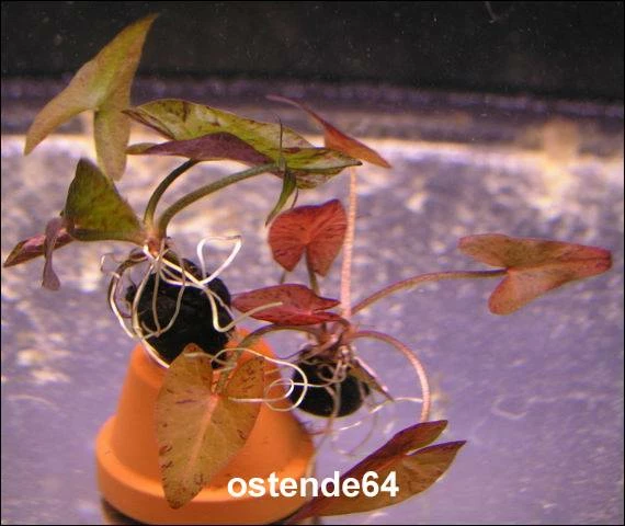 Grüner Tigerlotus Mit Knolle+Blätter / Nymphaea Lotus Var. Viridis 3 Grüner Tigerlotus Mit Knolle+Blätter / Nymphaea Lotus Var. Viridis