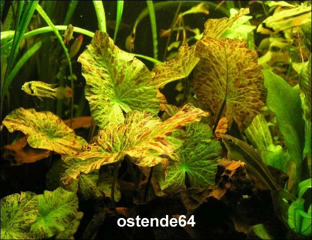 Grüner Tigerlotus Knolle+Trieb / Nymphaea Lotus Var. Viridis 5 Grüner Tigerlotus Knolle+Trieb / Nymphaea Lotus Var. Viridis – Bild 3