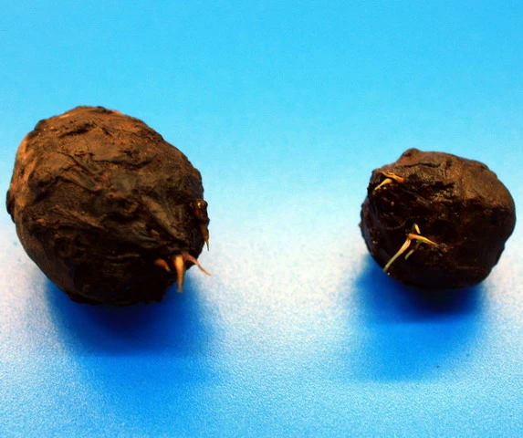 Roter Tigerlotus Knolle+Trieb / Nymphaea Lotus Var. Rubra 3 Roter Tigerlotus Knolle+Trieb / Nymphaea Lotus Var. Rubra