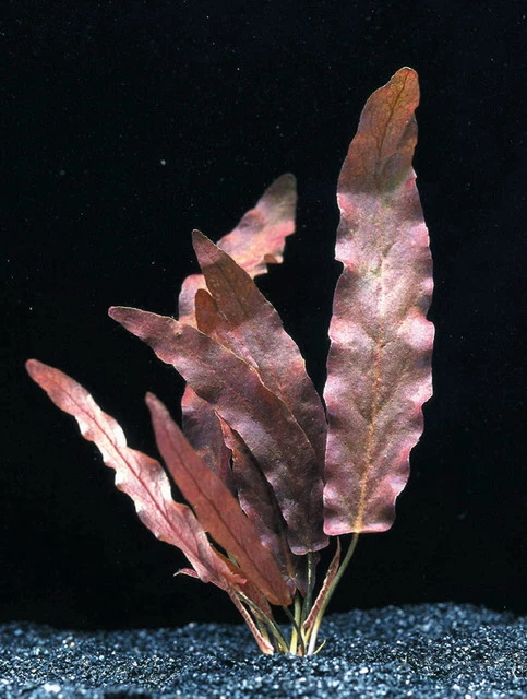 Rote Langblättrige Barclaya / Barclaya Longifolia Rubra *TOP-RARITÄT* 3 Rote Langblättrige Barclaya / Barclaya Longifolia Rubra *TOP-RARITÄT*