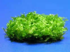 Monosolenium Tenerum / Großes Teichlebermoos - Pelia (Pellia) Polster 110 X 80 Mm, Moos 8 Monosolenium Tenerum / Großes Teichlebermoos - Pelia (Pellia) Polster 110 X 80 Mm, Moos -Hobby || DENNERLE || Flamingo Verkäufe M002T 1 3