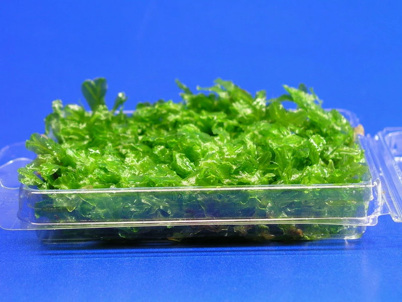 Monosolenium Tenerum / Großes Teichlebermoos - Pelia (Pellia) Polster 110 X 80 Mm, Moos 6 Monosolenium Tenerum / Großes Teichlebermoos - Pelia (Pellia) Polster 110 X 80 Mm, Moos – Bild 4