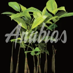 Rote Mangrove / Rhizophora Mangle (Jungpflanze) Mit Wurzel Und Austrieb