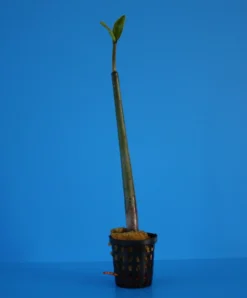 Rote Mangrove / Rhizophora Mangle (Jungpflanze) Mit Wurzel Und Austrieb 7 Rote Mangrove / Rhizophora Mangle (Jungpflanze) Mit Wurzel Und Austrieb -Hobby || DENNERLE || Flamingo Verkäufe MA2 OK 1 3