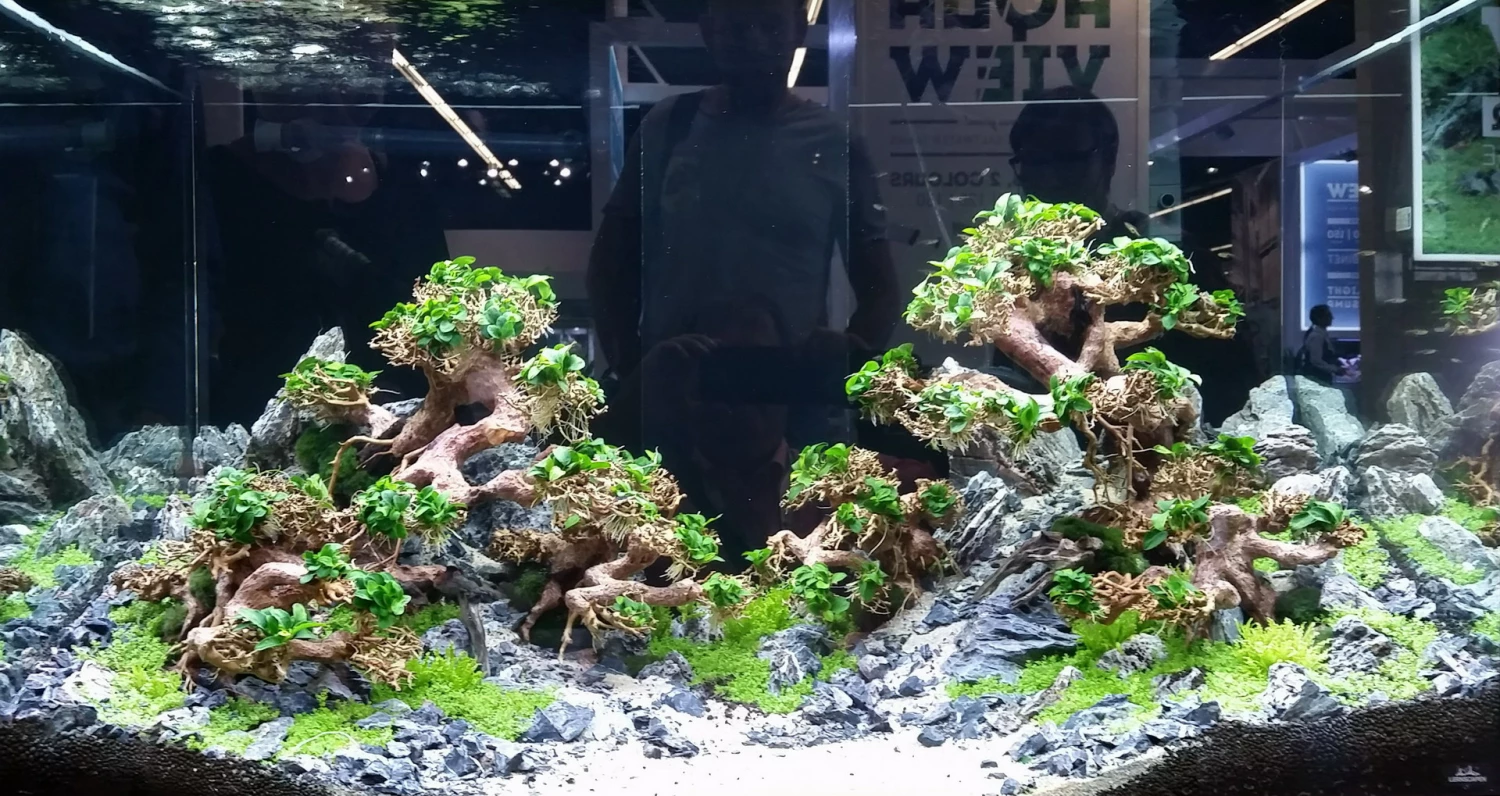 Aqua-Bonsai Wurzel NANO - Aquascaping Drachenbaum Traumwurzel XS 4 Aqua-Bonsai Wurzel NANO - Aquascaping Drachenbaum Traumwurzel XS – Bild 2