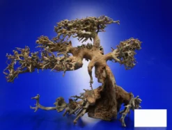 Aqua-Bonsai Wurzel Large - Aquascaping Drachenbaum Traumwurzel Groß 10 Aqua-Bonsai Wurzel Large - Aquascaping Drachenbaum Traumwurzel Groß -Hobby || DENNERLE || Flamingo Verkäufe PH065 AO 1 6 1