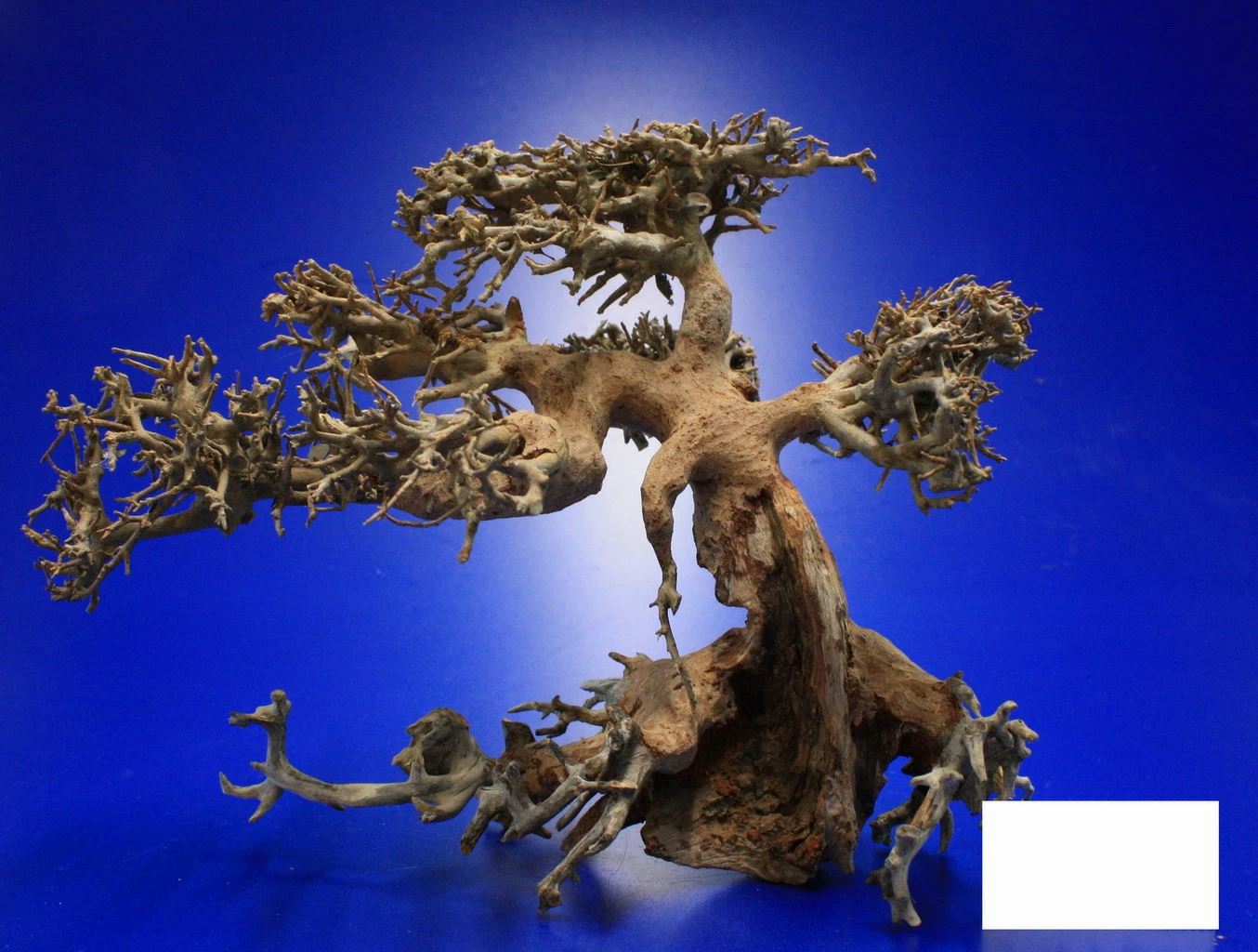 Aqua-Bonsai Wurzel Large - Aquascaping Drachenbaum Traumwurzel Groß 5 Aqua-Bonsai Wurzel Large - Aquascaping Drachenbaum Traumwurzel Groß – Bild 3