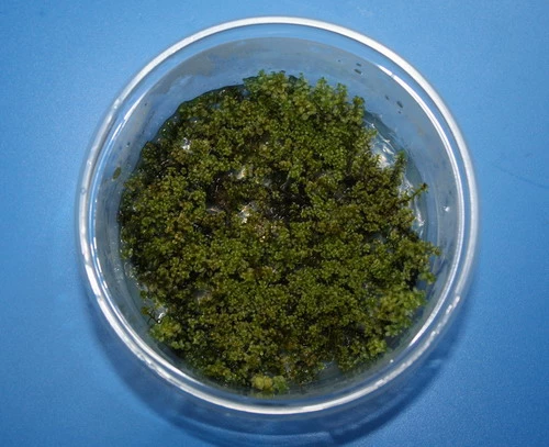 In-Vitro Kriechsternmoos / Plagiomnium Affine 3 In-Vitro Kriechsternmoos / Plagiomnium Affine