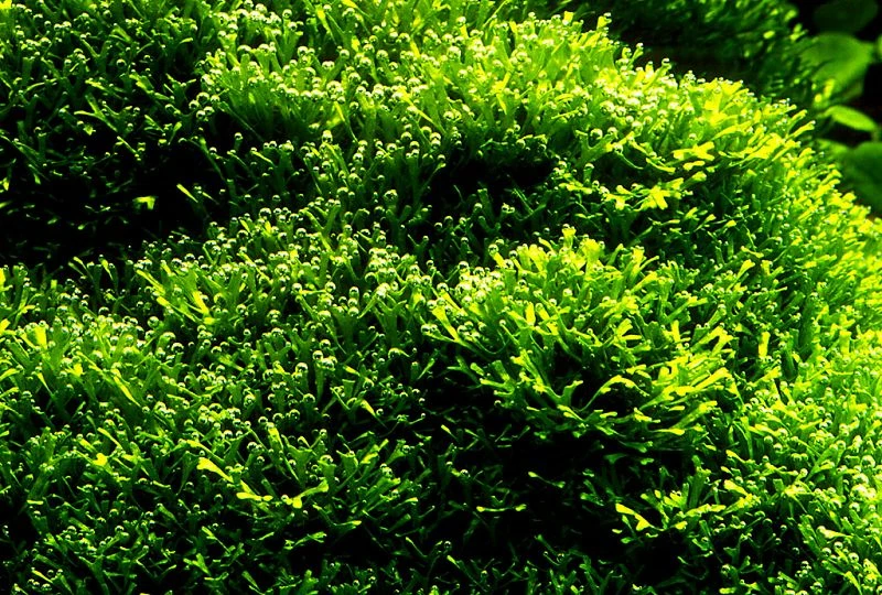 In-Vitro Kleines Teichlebermoos / Riccia Fluitans, Moos 3 In-Vitro Kleines Teichlebermoos / Riccia Fluitans, Moos