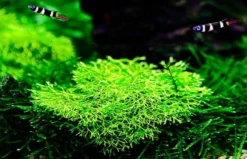 XL In-Vitro Kleines Teichlebermoos / Riccia Fluitans, Moos -Hobby || DENNERLE || Flamingo Verkäufe R DZ 1 2