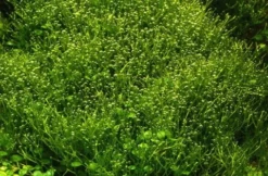 In-Vitro Kleines Teichlebermoos / Riccia Fluitans, Moos 7 In-Vitro Kleines Teichlebermoos / Riccia Fluitans, Moos -Hobby || DENNERLE || Flamingo Verkäufe R DZ 1 3 1