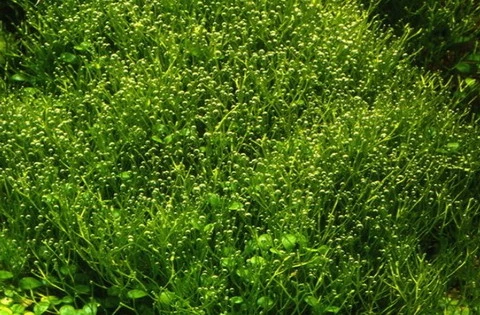 In-Vitro Kleines Teichlebermoos / Riccia Fluitans, Moos 5 In-Vitro Kleines Teichlebermoos / Riccia Fluitans, Moos – Bild 3