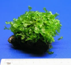 Großes Teichlebermoos Auf Lavastein / Monosolenium Tenerum, Moos -Hobby || DENNERLE || Flamingo Verkäufe S002CT 1 3