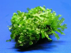 Großes Teichlebermoos Auf Lavastein / Monosolenium Tenerum, Moos -Hobby || DENNERLE || Flamingo Verkäufe S002CT 1 4