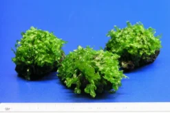 Großes Teichlebermoos Auf Lavastein / Monosolenium Tenerum, Moos -Hobby || DENNERLE || Flamingo Verkäufe S002CT 1 5