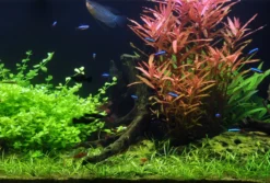 50 Wasserpflanzen, 5 Bunde Und 3 Topfpflanzen Für Ein 60 Liter Aquarium 14 50 Wasserpflanzen, 5 Bunde Und 3 Topfpflanzen Für Ein 60 Liter Aquarium -Hobby || DENNERLE || Flamingo Verkäufe S050 1 10 2