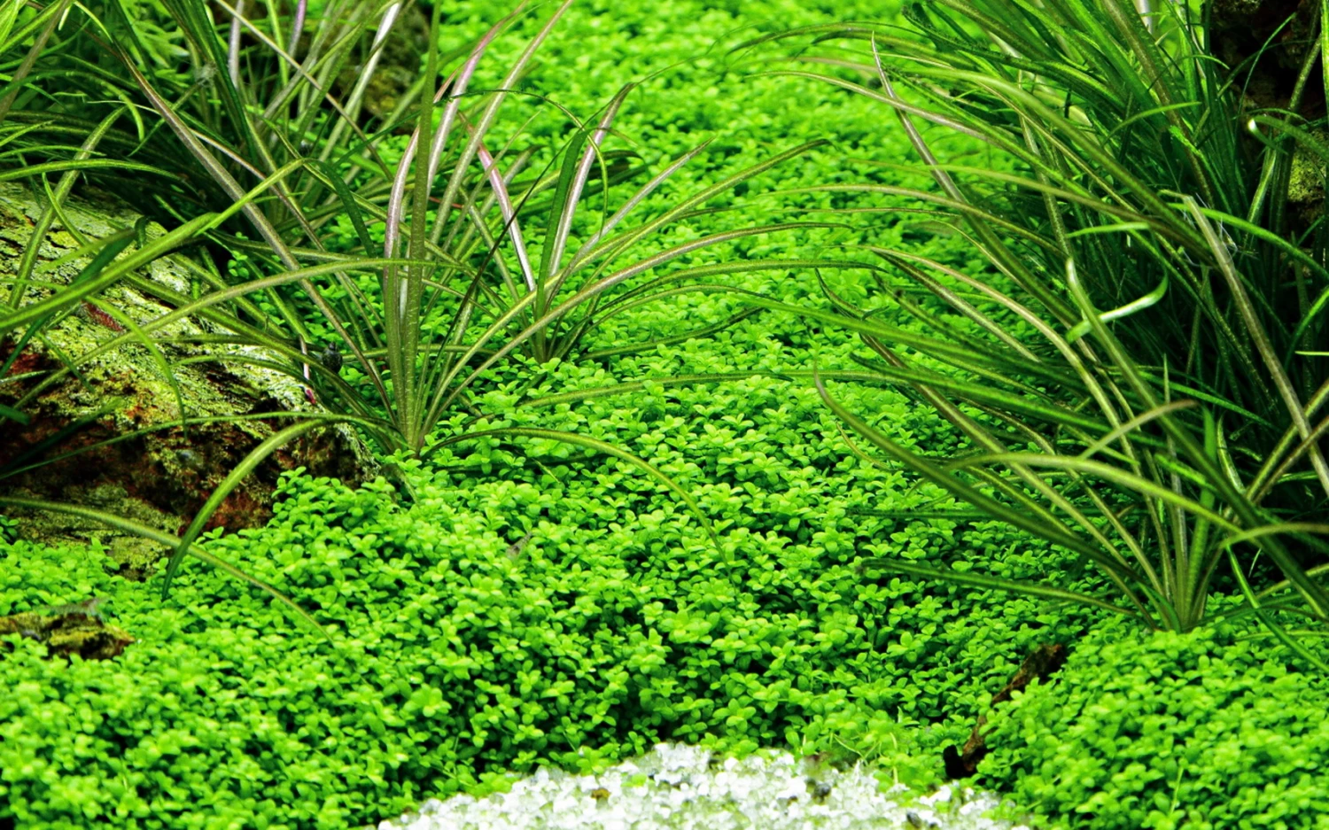 50 Wasserpflanzen, 5 Bunde Und 3 Topfpflanzen Für Ein 60 Liter Aquarium 7 50 Wasserpflanzen, 5 Bunde Und 3 Topfpflanzen Für Ein 60 Liter Aquarium – Bild 5