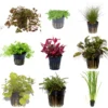 5 Töpfe Und 5 Bunde, Wasserpflanzen-Set Für Ein 100 Liter Aquarium