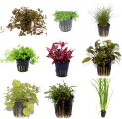 50 Wasserpflanzen, 5 Bunde Und 3 Topfpflanzen Für Ein 60 Liter Aquarium