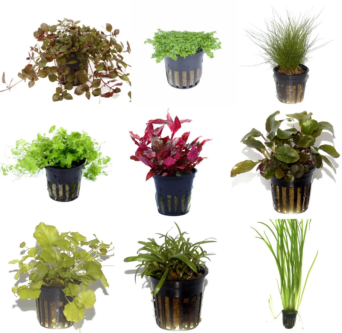 50 Wasserpflanzen, 5 Bunde Und 3 Topfpflanzen Für Ein 60 Liter Aquarium 3 50 Wasserpflanzen, 5 Bunde Und 3 Topfpflanzen Für Ein 60 Liter Aquarium