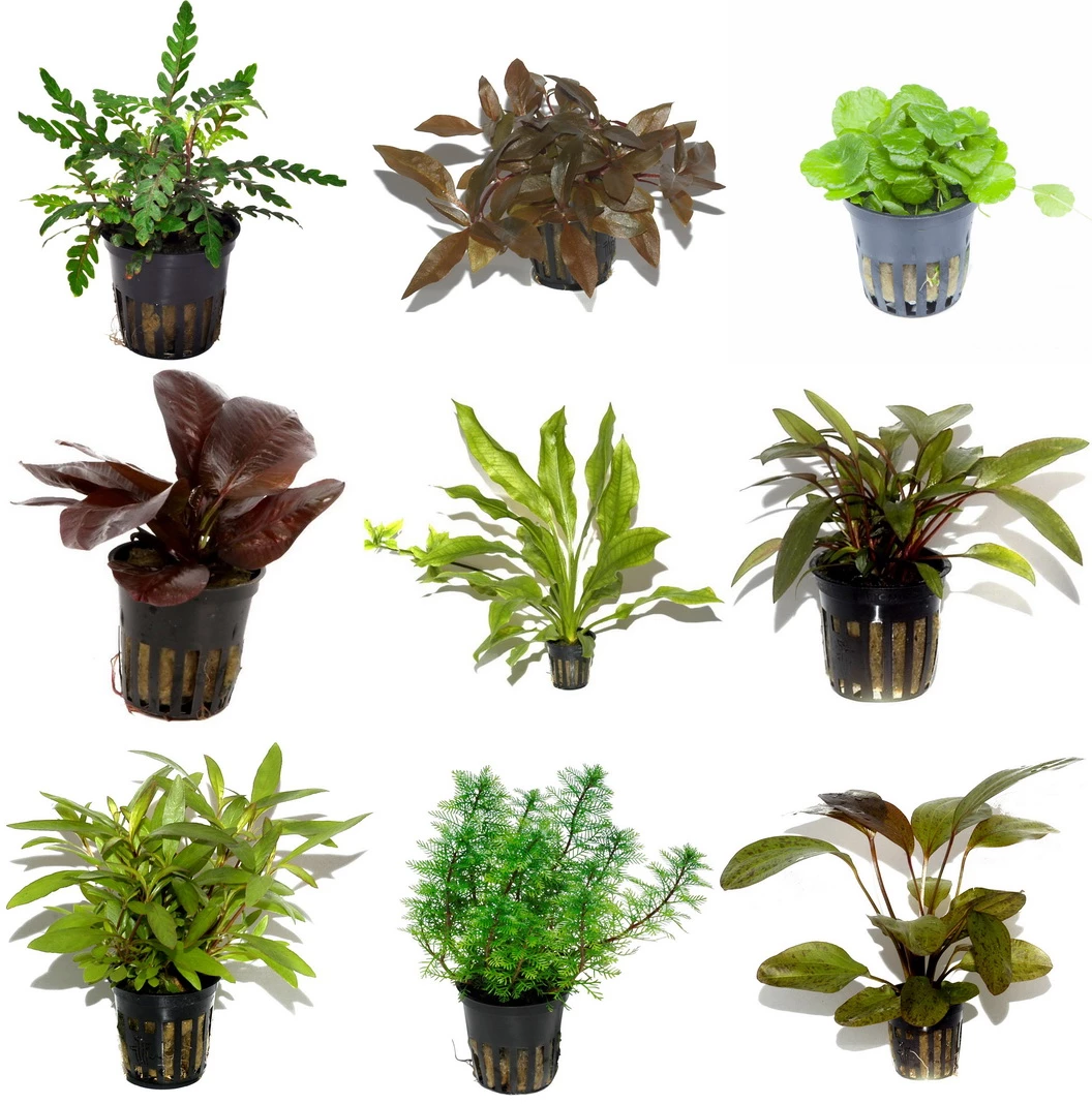 10 Töpfe Und 10 Bunde, Wasserpflanzen-Set Für Ein 200 Liter Aquarium 4 10 Töpfe Und 10 Bunde, Wasserpflanzen-Set Für Ein 200 Liter Aquarium – Bild 2