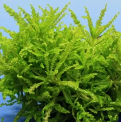 Kleiner Stern 'Daonoi' / Pogostemon Helferi Auf Lavastein - Gr. M 6 Kleiner Stern 'Daonoi' / Pogostemon Helferi Auf Lavastein - Gr. M -Hobby || DENNERLE || Flamingo Verkäufe S053HT 1 2