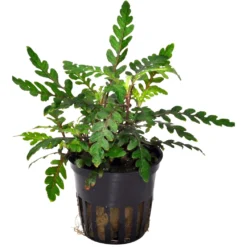 Bizarres Wasserpflanzen Sortiment - 4 Töpfe, Set Incl. Roten Pflanzen -Hobby || DENNERLE || Flamingo Verkäufe S070 1 10