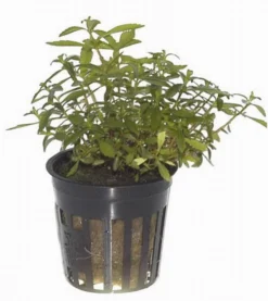 Bizarres Wasserpflanzen Sortiment - 4 Töpfe, Set Incl. Roten Pflanzen -Hobby || DENNERLE || Flamingo Verkäufe S070 1 7