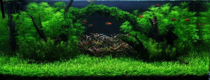 Unterwasser-Landschaft Moosbrücke Für 300 Liter Aquarium 3 Unterwasser-Landschaft Moosbrücke Für 300 Liter Aquarium