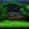 Unterwasser-Landschaft Moosbrücke Für 100 Liter Aquarium -Hobby || DENNERLE || Flamingo Verkäufe S1 060wf 1 1 2
