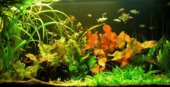 Unterwasser-Landschaft Lotuswelt Für Ein 100 Liter Aquarium