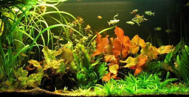 Unterwasser-Landschaft Lotuswelt Für Ein 60 Liter Aquarium 3 Unterwasser-Landschaft Lotuswelt Für Ein 60 Liter Aquarium