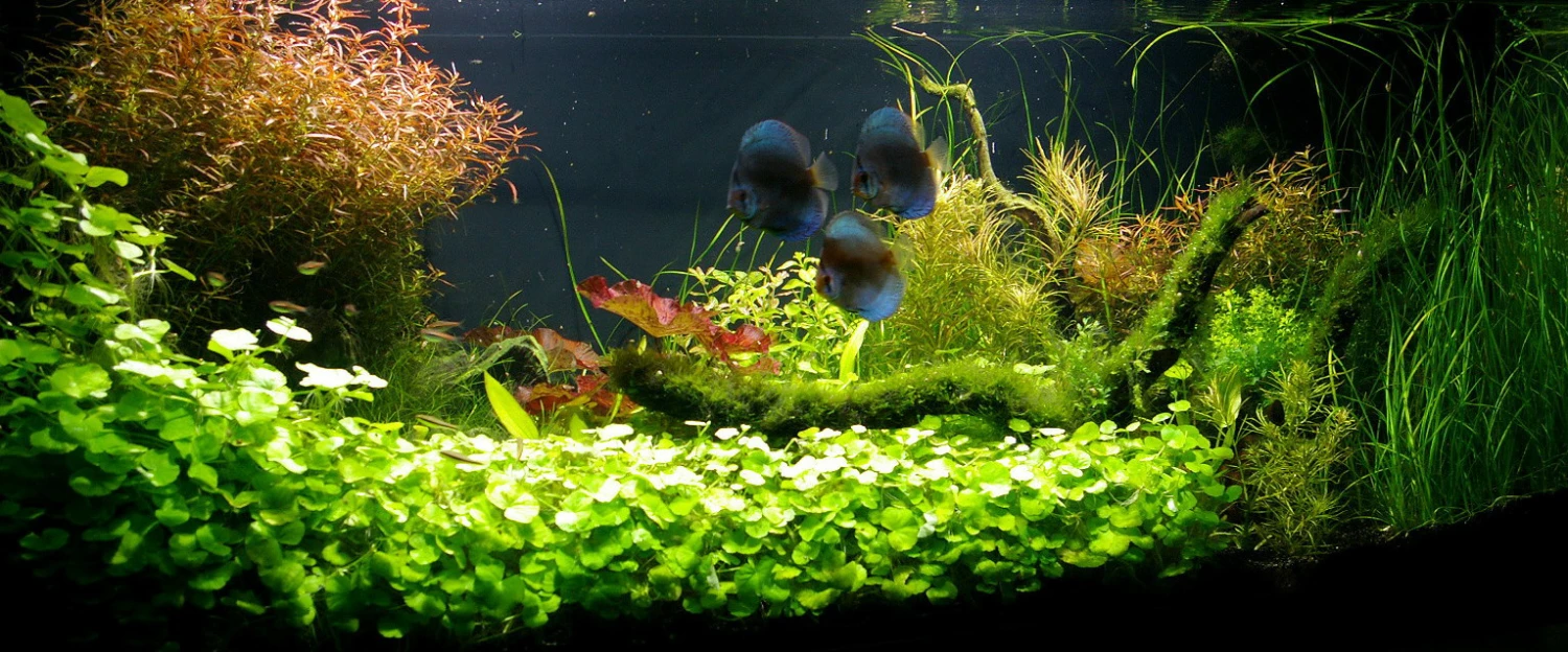 Unterwasser-Landschaft Diskus-Traum Für Ein 300 Liter Aquarium 4 Unterwasser-Landschaft Diskus-Traum Für Ein 300 Liter Aquarium – Bild 2