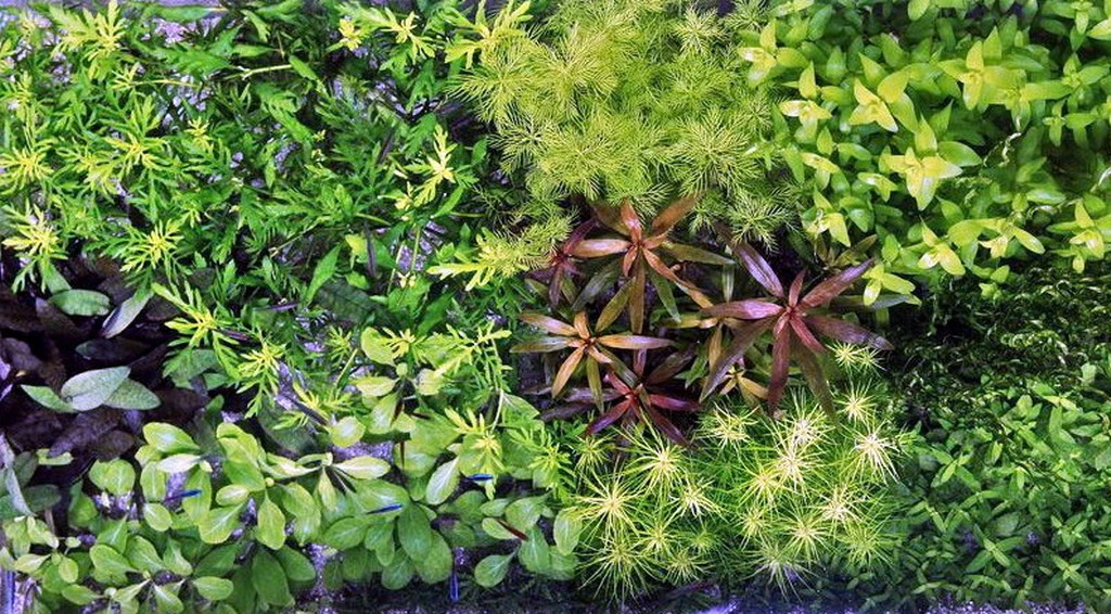 Unterwasser-Landschaft Holland-Aquarium Für Ein 500 Liter Aquarium 5 Unterwasser-Landschaft Holland-Aquarium Für Ein 500 Liter Aquarium – Bild 3