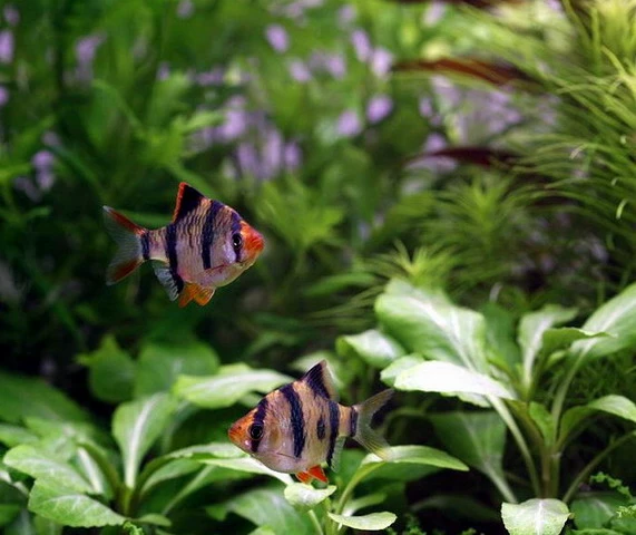 Unterwasser-Landschaft Holland-Aquarium Für Ein 60 Liter Aquarium 7 Unterwasser-Landschaft Holland-Aquarium Für Ein 60 Liter Aquarium – Bild 5