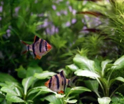 Unterwasser-Landschaft Holland-Aquarium Für Ein 160 Liter Aquarium 12 Unterwasser-Landschaft Holland-Aquarium Für Ein 160 Liter Aquarium -Hobby || DENNERLE || Flamingo Verkäufe S4 200wf 1 5 5