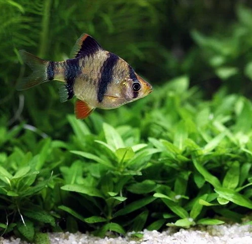 Unterwasser-Landschaft Holland-Aquarium Für Ein 300 Liter Aquarium 8 Unterwasser-Landschaft Holland-Aquarium Für Ein 300 Liter Aquarium – Bild 6