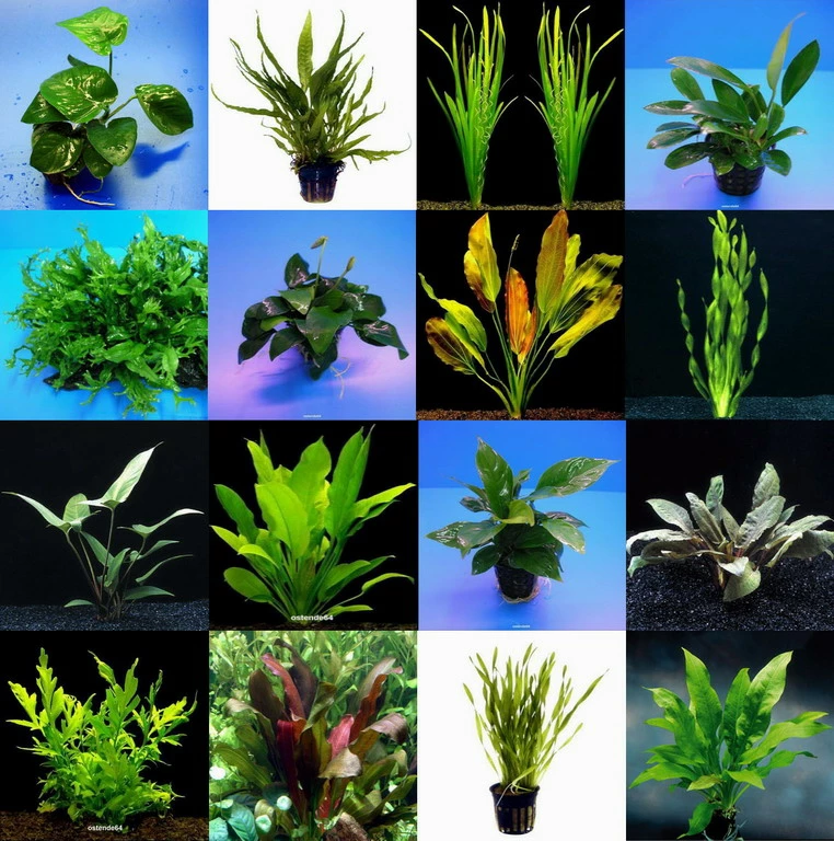 5 Topf Barschsortiment Malawi - Hochwertiges Und Robustes Set 3 5 Topf Barschsortiment Malawi - Hochwertiges Und Robustes Set