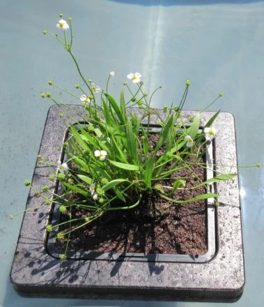 Insel Mit Baldellia Ranunculoides / Gewöhnlicher Igelschlauch, Hellrosa 3 Insel Mit Baldellia Ranunculoides / Gewöhnlicher Igelschlauch, Hellrosa